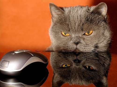 動物,犬,猫,しつけ,飼い方,育て方,病気,健康
