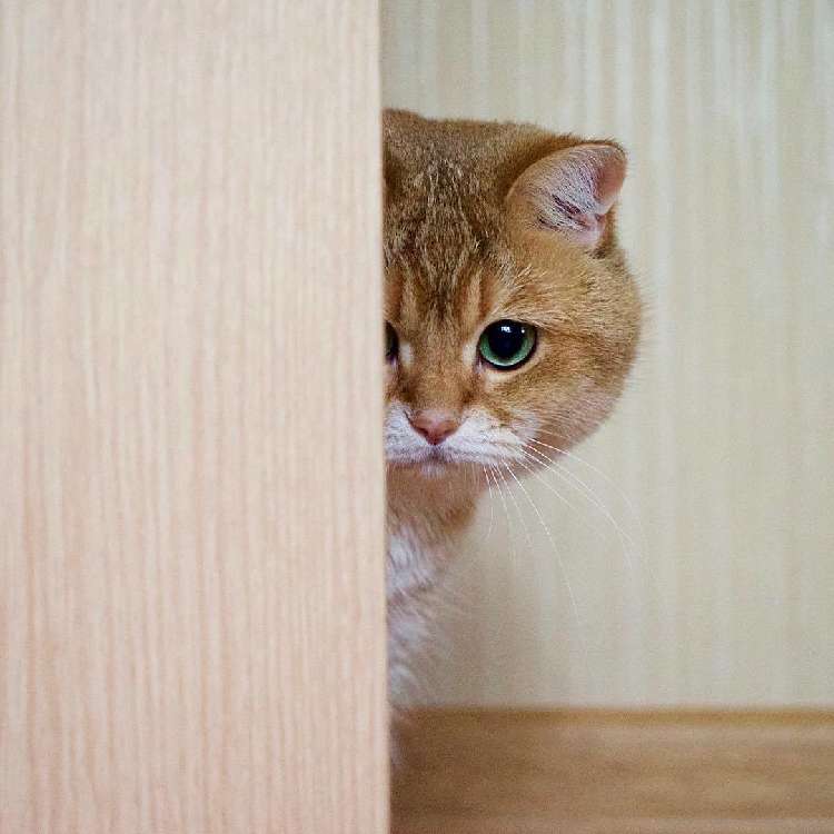 動物,犬,猫,しつけ,飼い方,育て方,病気,健康