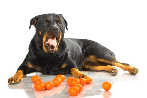 動物,犬,猫,しつけ,飼い方,育て方,病気,健康