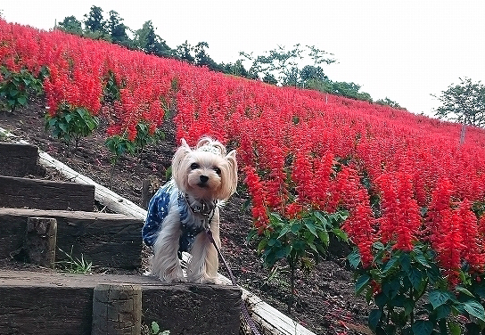動物,犬,猫,しつけ,飼い方,育て方,病気,健康