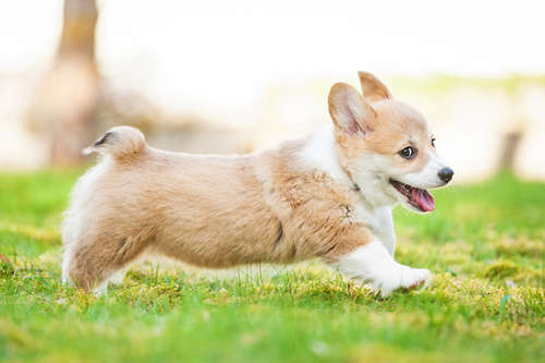 動物,犬,猫,しつけ,飼い方,育て方,病気,健康