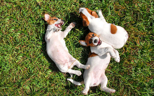 動物,犬,猫,しつけ,飼い方,育て方,病気,健康