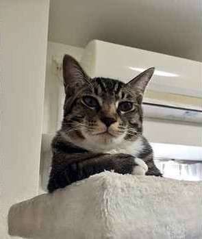 動物,犬,猫,しつけ,飼い方,育て方,病気,健康