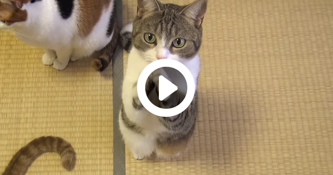 動物,犬,猫,しつけ,飼い方,育て方,病気,健康
