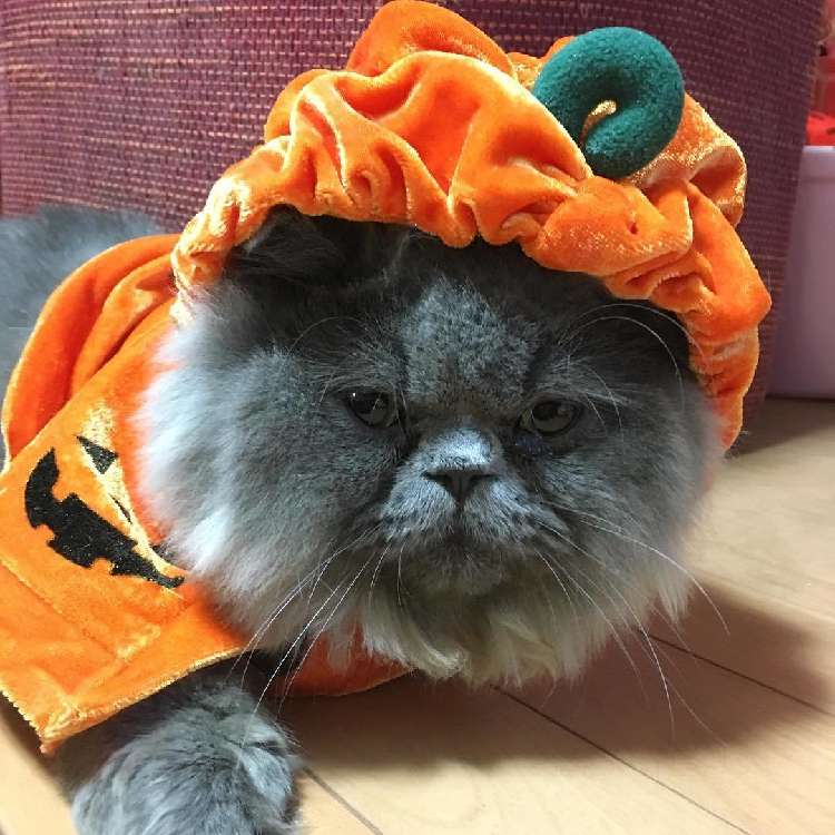 動物,犬,猫,しつけ,飼い方,育て方,病気,健康