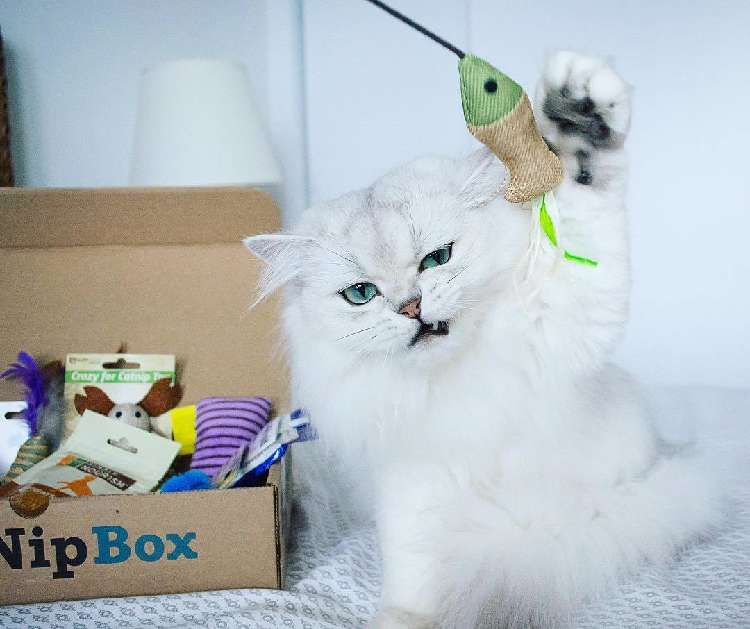 動物,犬,猫,しつけ,飼い方,育て方,病気,健康