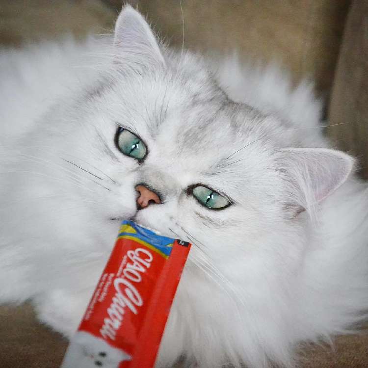 動物,犬,猫,しつけ,飼い方,育て方,病気,健康