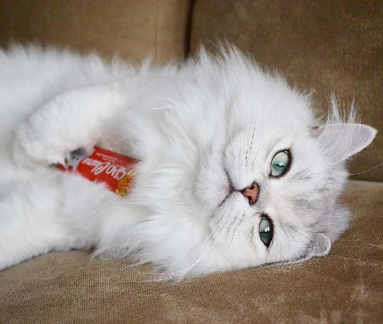 動物,犬,猫,しつけ,飼い方,育て方,病気,健康