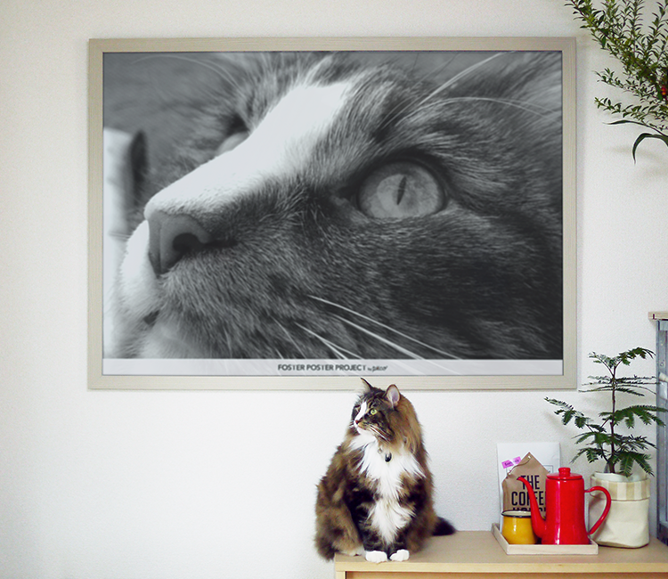 動物,犬,猫,しつけ,飼い方,育て方,病気,健康