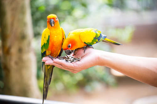 動物,犬,猫,しつけ,飼い方,育て方,病気,健康