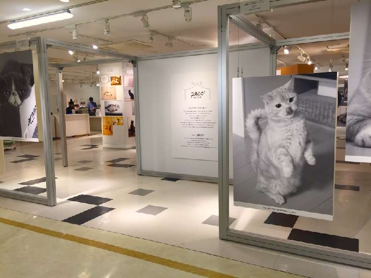 動物,犬,猫,しつけ,飼い方,育て方,病気,健康