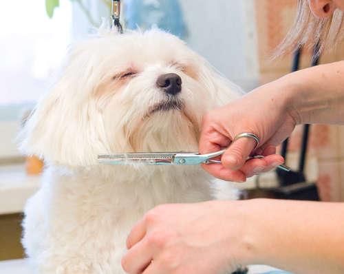 動物,犬,猫,しつけ,飼い方,育て方,病気,健康