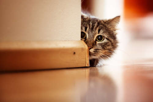 動物,犬,猫,しつけ,飼い方,育て方,病気,健康