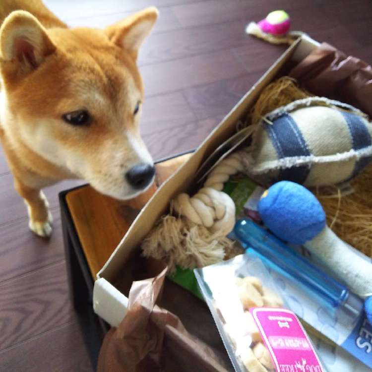 てびちちゃん