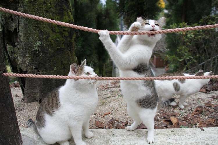 ロープと格闘するねこと、冷静に眺めるねこ。
