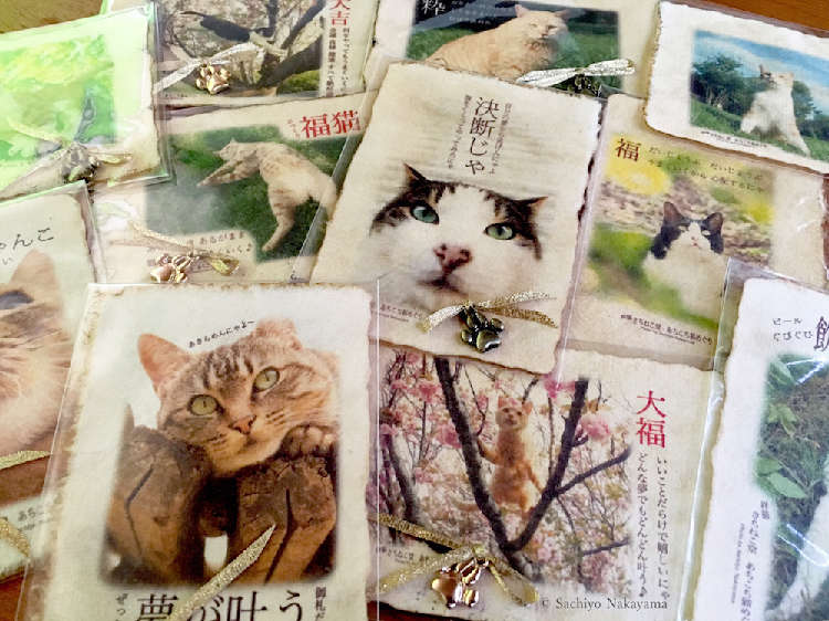 動物,犬,猫,しつけ,飼い方,育て方,病気,健康
