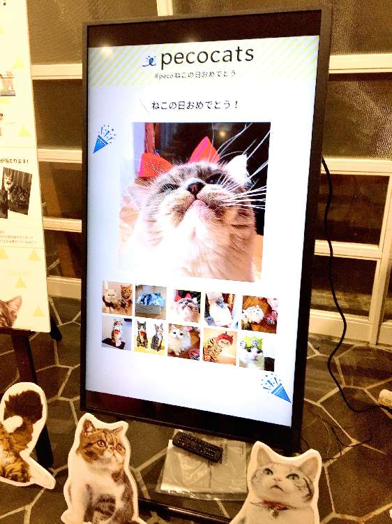 動物,犬,猫,しつけ,飼い方,育て方,病気,健康