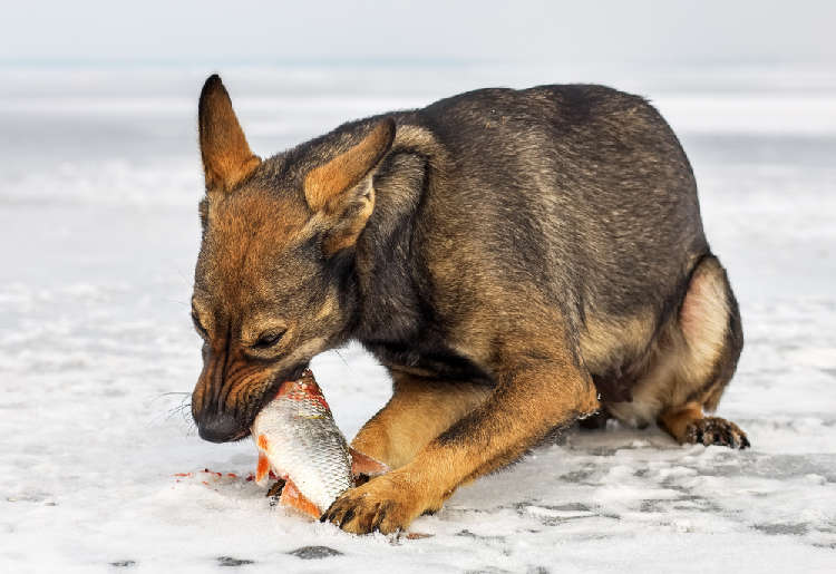動物,犬,猫,しつけ,飼い方,育て方,病気,健康