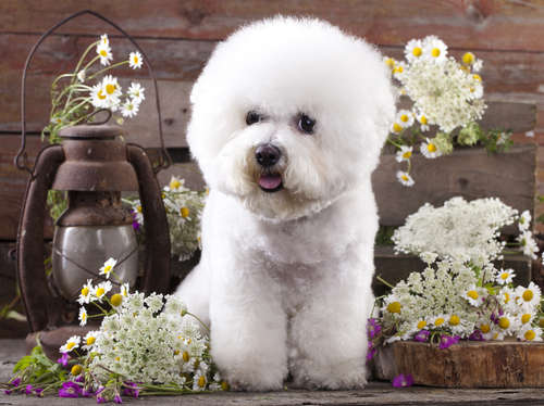 小型犬界で話題! ビション・フリーゼの飼い方や特徴、カットを紹介