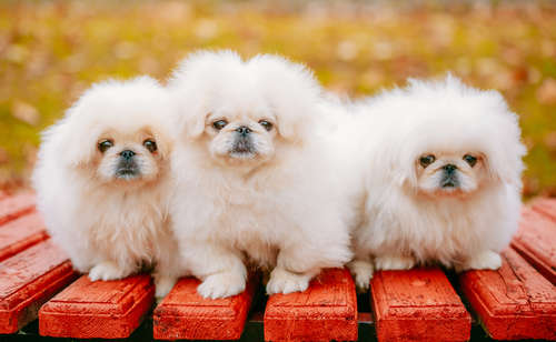 【ペキニーズってどんな犬?】しつけ方や、病気について