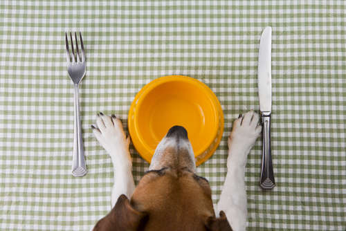 【犬の餌】量と回数は、どのくらい? 成長に合わせて変えていますか