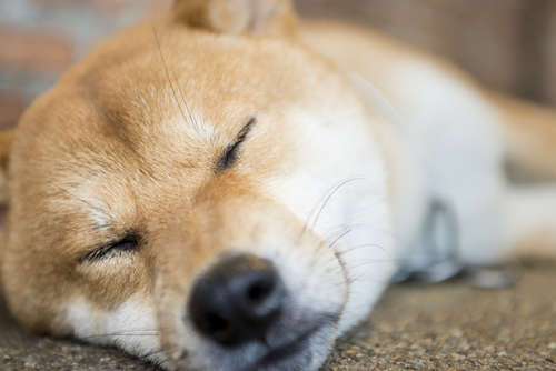 柴犬にオススメのドッグフードは? 餌の選び方