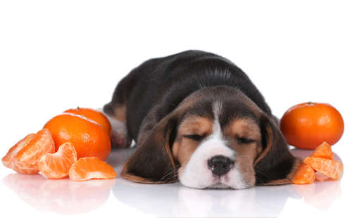 みかんって犬が食べても大丈夫? チョット待って、あげる時の注意点