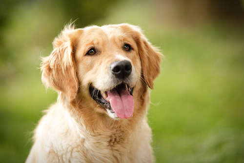 【ねばねば健康食】犬に山芋って食べさせても大丈夫?