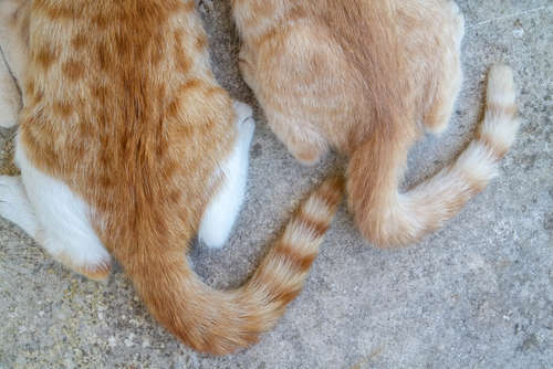 猫の気持ちはしっぽから分かる! 嬉しい? それとも機嫌が悪い?