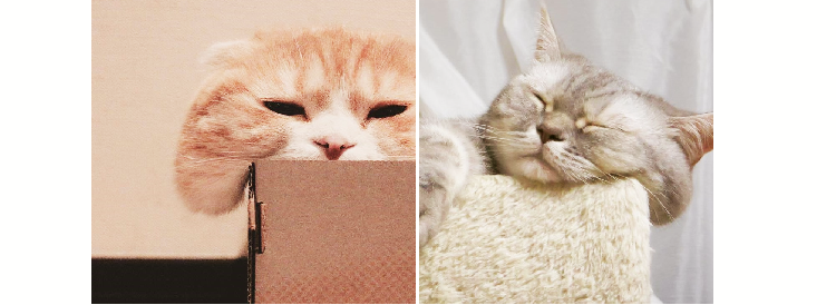 【こぼれホッペ♡】思わずムニムニしたくなる、ネコたちの “もちもち頬” あつめました!(10枚)