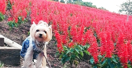 『秋のお花が咲き誇る!』秋の休日は、自然豊かな "マザー牧場" で愛犬と一緒に癒されよう♪