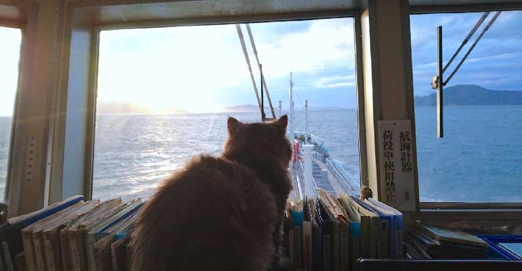 【海のニャンコ♡】ねこ船長として貨物船に乗る、小さな船員がカワイすぎると話題に(〃∇〃)
