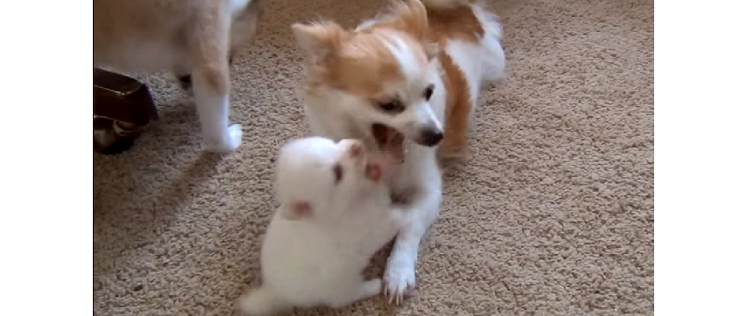 ママと遊ぶのが大好き! コロコロ子犬とそのママ犬の “パワフルすぎる戯れ” をご覧ください(^m^)