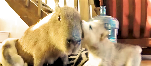 【おどろきの穏やかさ♡】超わんぱくな子犬に、されるがままなカピバラ! 優しい光景にホッコリする♡