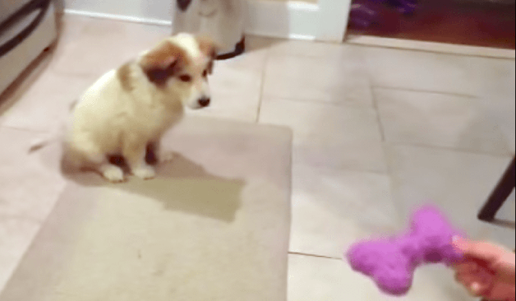 おもちゃのキャッチに挑戦する子犬、期待以上のかわいい結末を迎える...(*´艸`*) 8秒