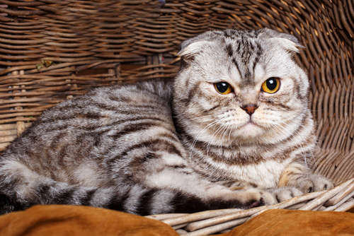 動物,犬,猫,しつけ,飼い方,育て方,病気,健康