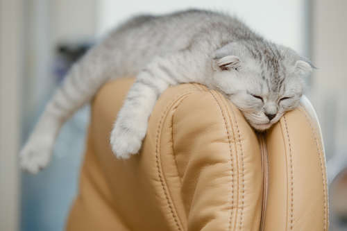 動物,犬,猫,しつけ,飼い方,育て方,病気,健康