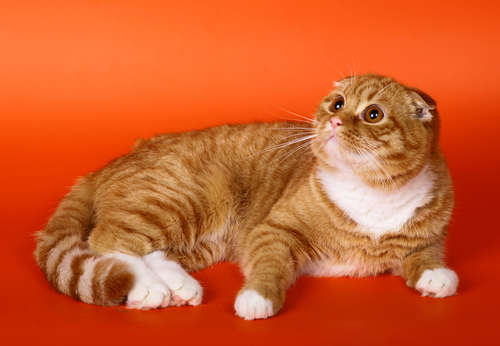 動物,犬,猫,しつけ,飼い方,育て方,病気,健康
