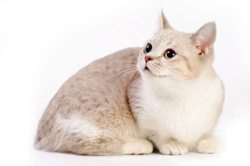 動物,犬,猫,しつけ,飼い方,育て方,病気,健康