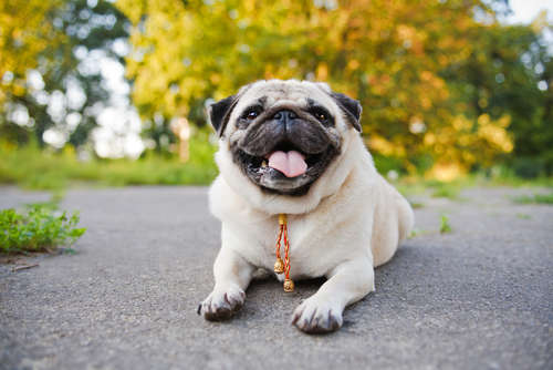 動物,犬,猫,しつけ,飼い方,育て方,病気,健康