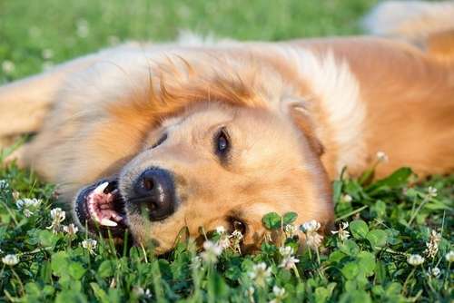 動物,犬,猫,しつけ,飼い方,育て方,病気,健康