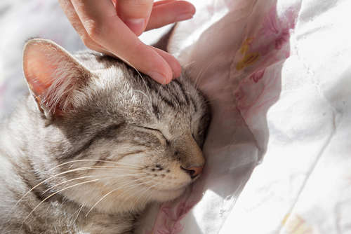 動物,犬,猫,しつけ,飼い方,育て方,病気,健康