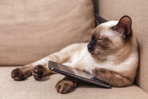 動物,犬,猫,しつけ,飼い方,育て方,病気,健康