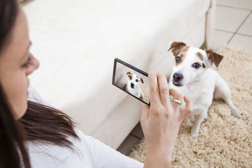 動物,犬,猫,しつけ,飼い方,育て方,病気,健康
