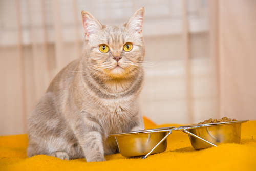 動物,犬,猫,しつけ,飼い方,育て方,病気,健康