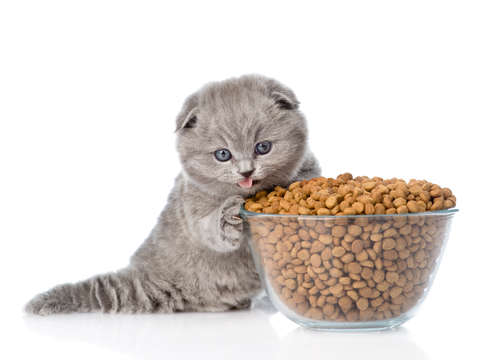 動物,犬,猫,しつけ,飼い方,育て方,病気,健康