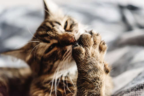 動物,犬,猫,しつけ,飼い方,育て方,病気,健康