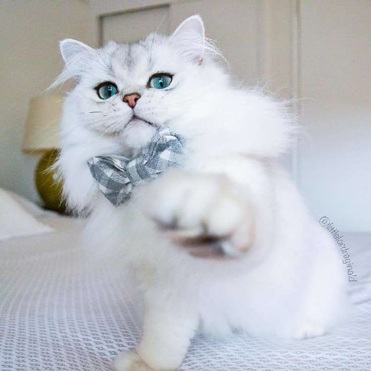 動物,犬,猫,しつけ,飼い方,育て方,病気,健康