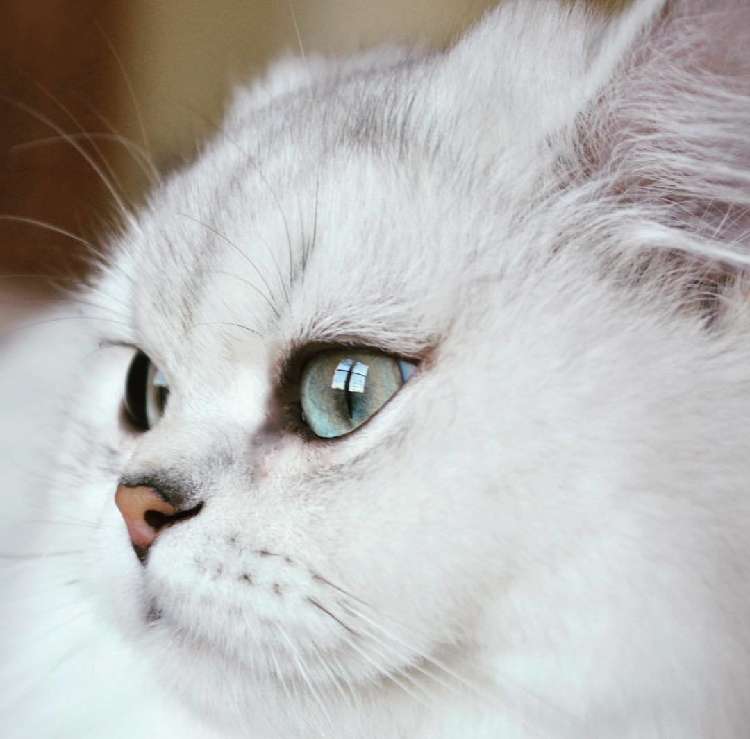 動物,犬,猫,しつけ,飼い方,育て方,病気,健康