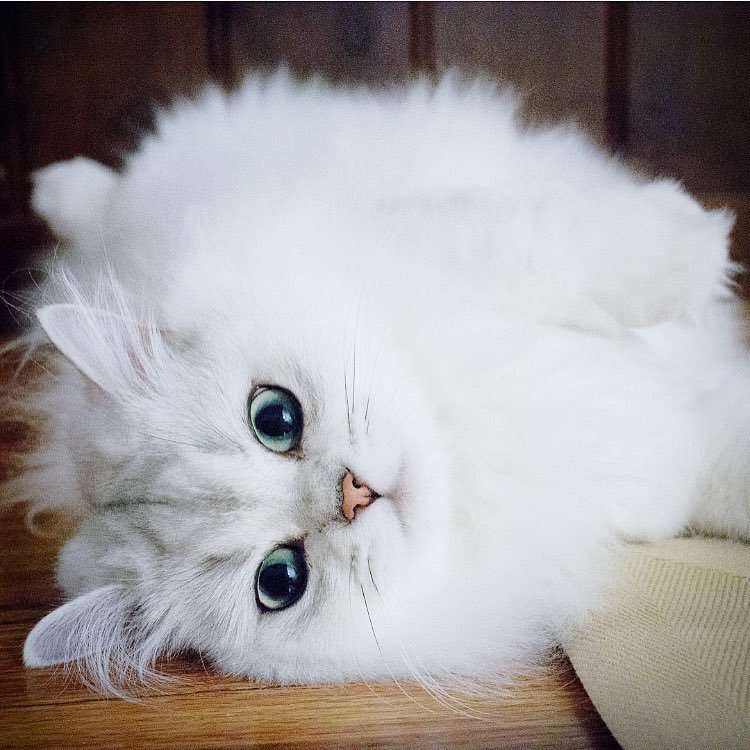 動物,犬,猫,しつけ,飼い方,育て方,病気,健康